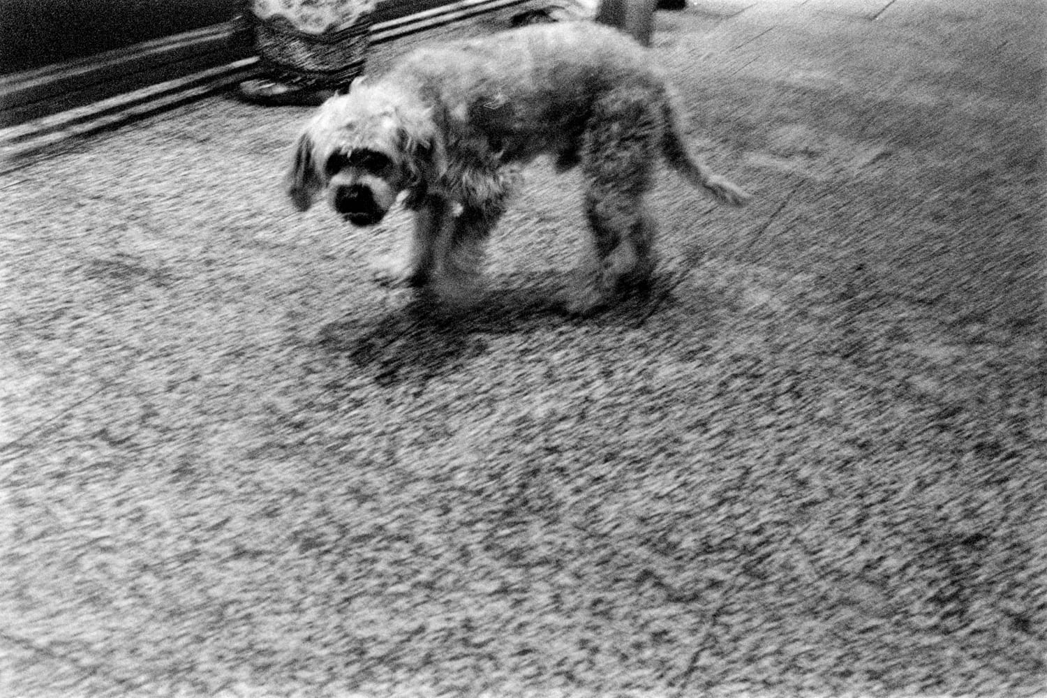 Beware of Dog. La fotografia rude e umorale di Fabio Trisorio