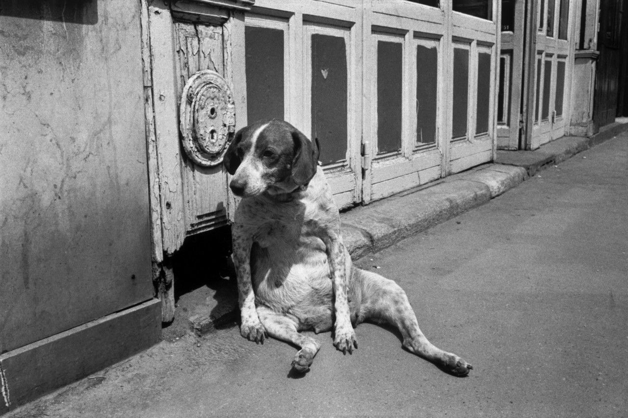 I 5 cani più famosi nel mondo della Street Photography